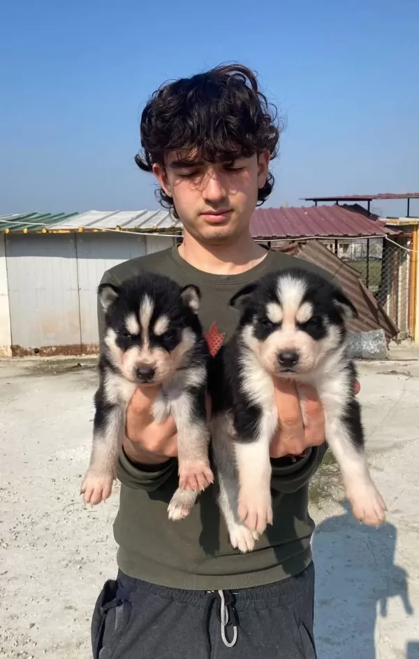 Ust Kalite Maskeli Husky Yavrular