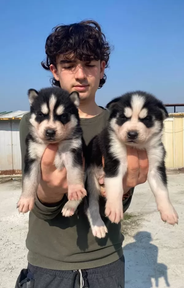 Ust Kalite Maskeli Husky Yavrular