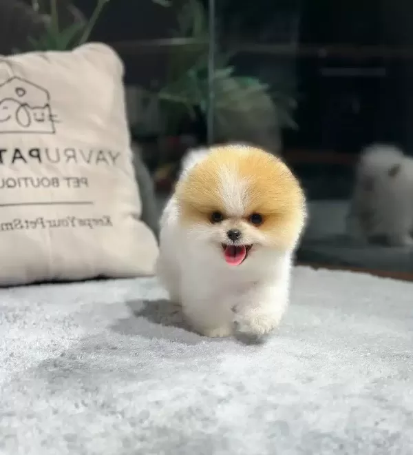 Minik Pati Pomeranian Yavrularımız