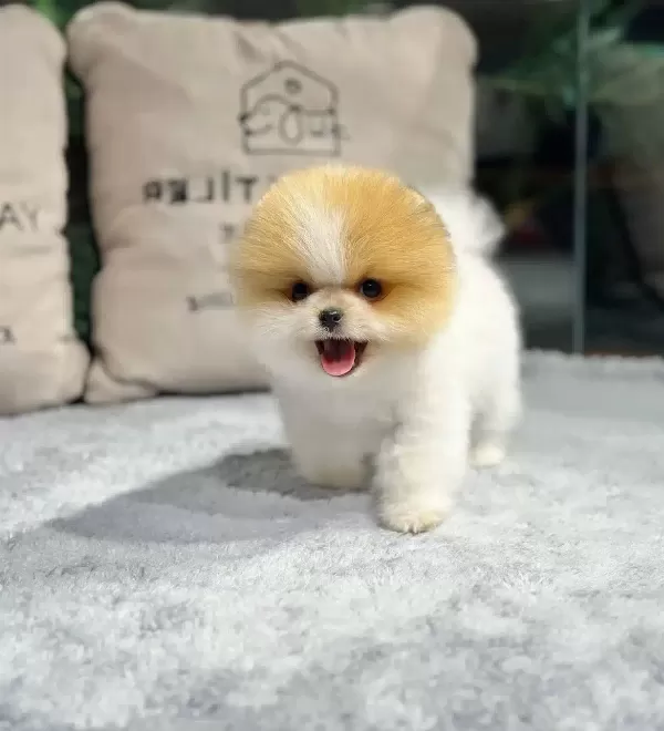Minik Pati Pomeranian Yavrularımız