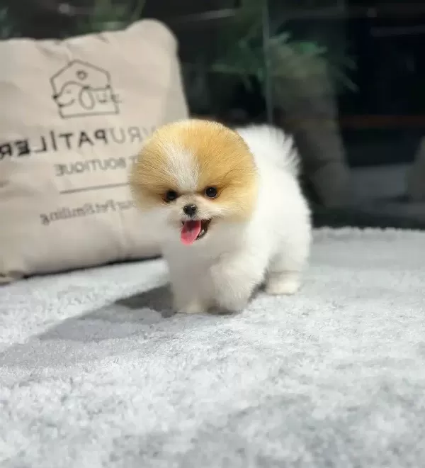 Minik Pati Pomeranian Yavrularımız