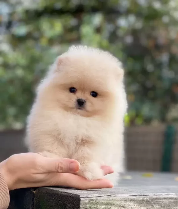 Essiz Guzellikte Pomeranian Bebekler