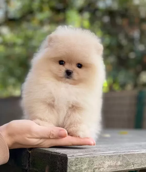 Essiz Guzellikte Pomeranian Bebekler