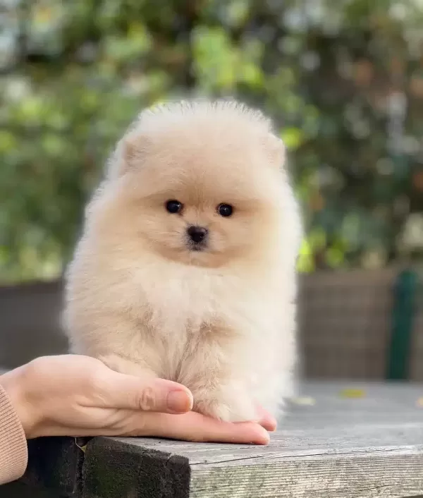 Essiz Guzellikte Pomeranian Bebekler