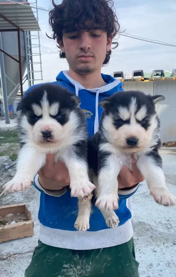 Mavi Goz Sibirya Kurdu Yavrular