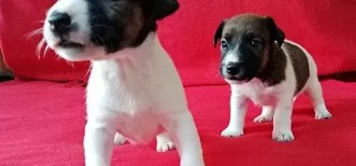 Safkan Irk Garantili Jack Russel Yavruları