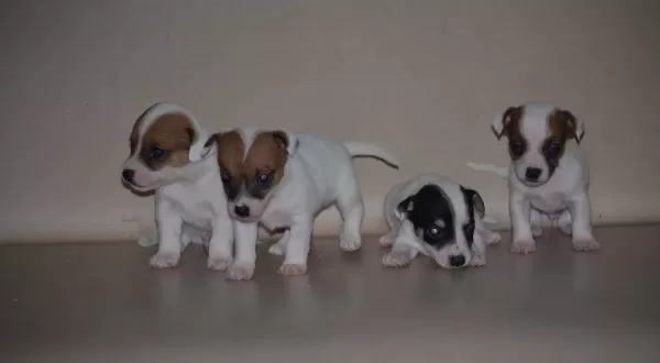 Safkan Irk Garantili Jack Russel Yavruları