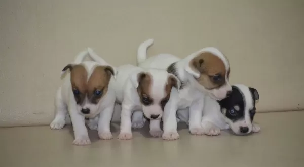 Safkan Irk Garantili Jack Russel Yavruları