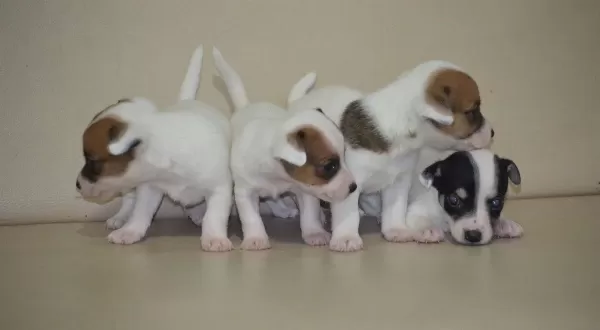 Safkan Irk Garantili Jack Russel Yavruları