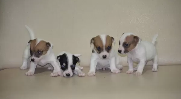 Safkan Irk Garantili Jack Russel Yavruları