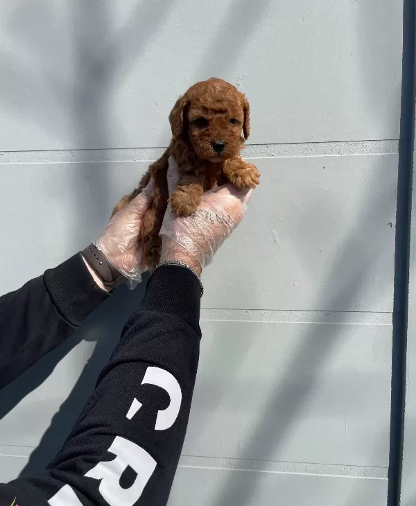 Oyuncak Surat Gerçek Toy Poodle Yavrularımız