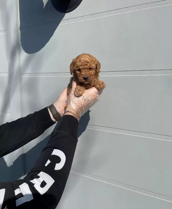 Oyuncak Surat Gerçek Toy Poodle Yavrularımız