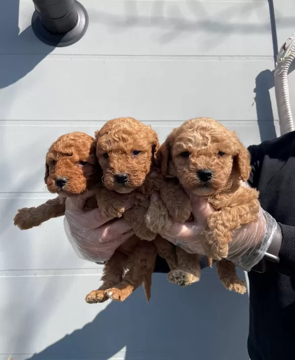 Oyuncak Surat Gerçek Toy Poodle Yavrularımız