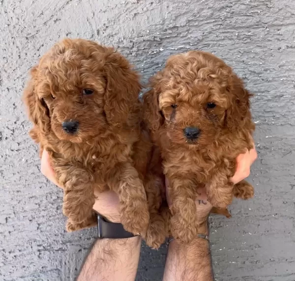 Gerçek Red Toy Poodle Yavrularımız