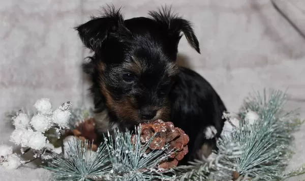Teacup Yorkshire Terrier Yavrularım
