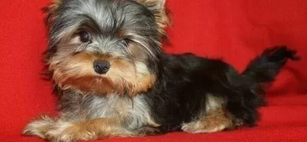 Teacup Yorkshire Terrier Yavrularım