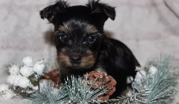 Teacup Yorkshire Terrier Yavrularım