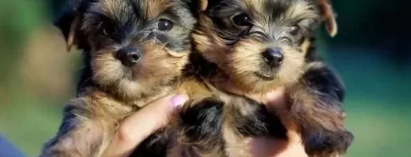 Teacup Yorkshire Terrier Yavrularım