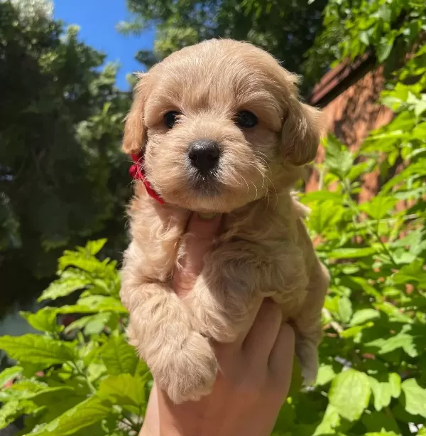 Sevimli Maltipoo Yavrularımız