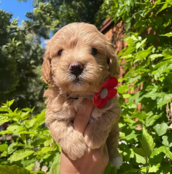 Sevimli Maltipoo Yavrularımız