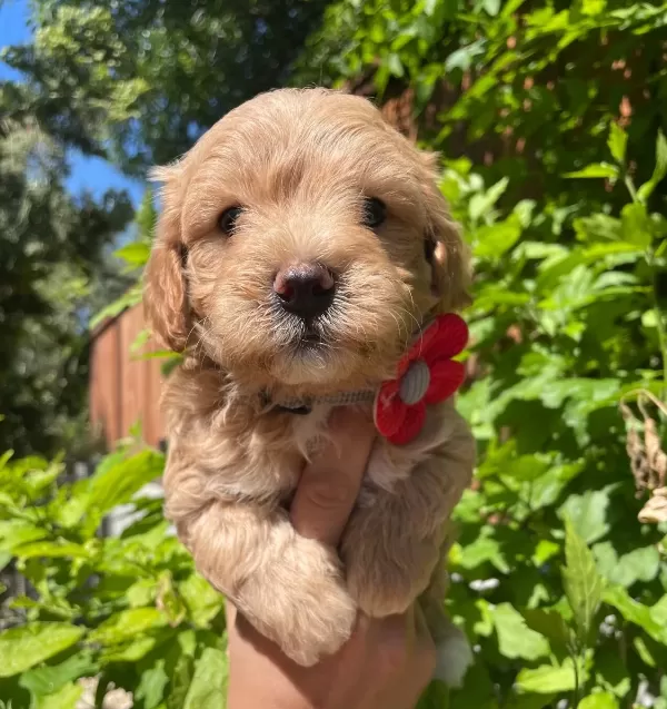 Sevimli Maltipoo Yavrularımız