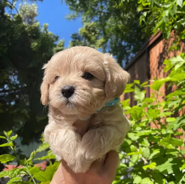 Sevimli Maltipoo Yavrularımız