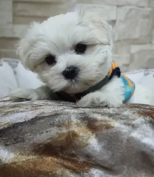 Pofuduk Maltese Yavrular