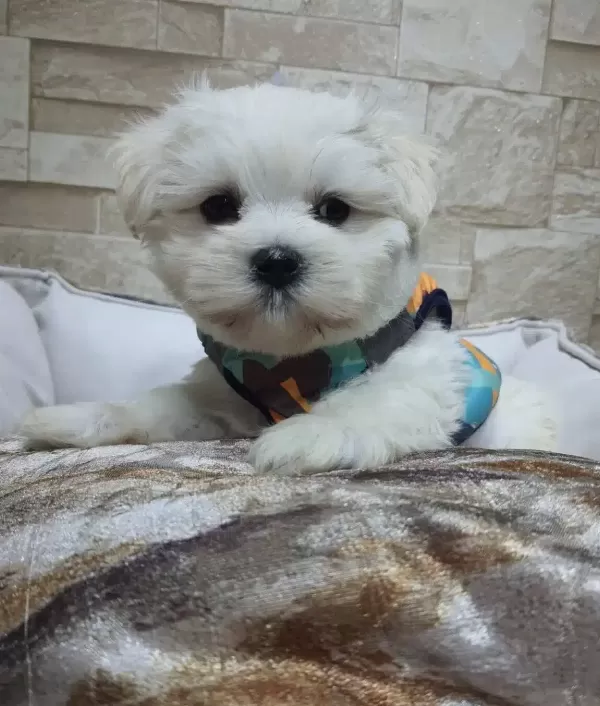 Pofuduk Maltese Yavrular