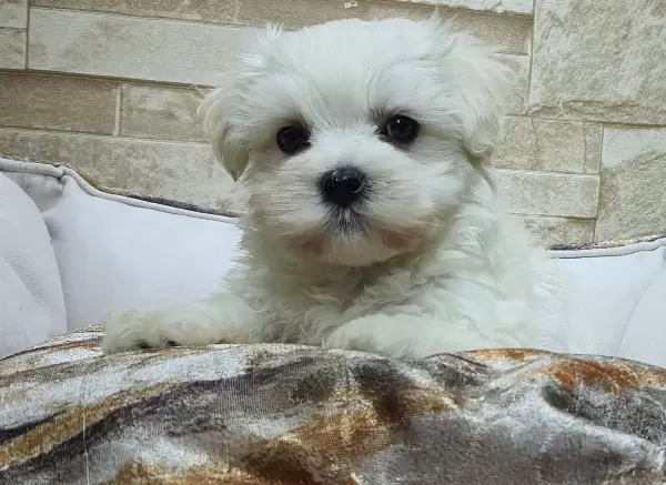 Pofuduk Maltese Yavrular