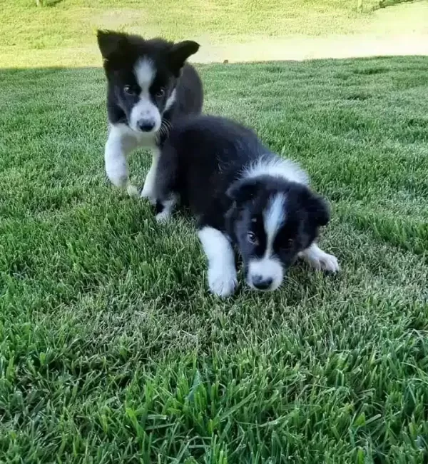 Turkiyenin En Ozel Border Collie Yavruları