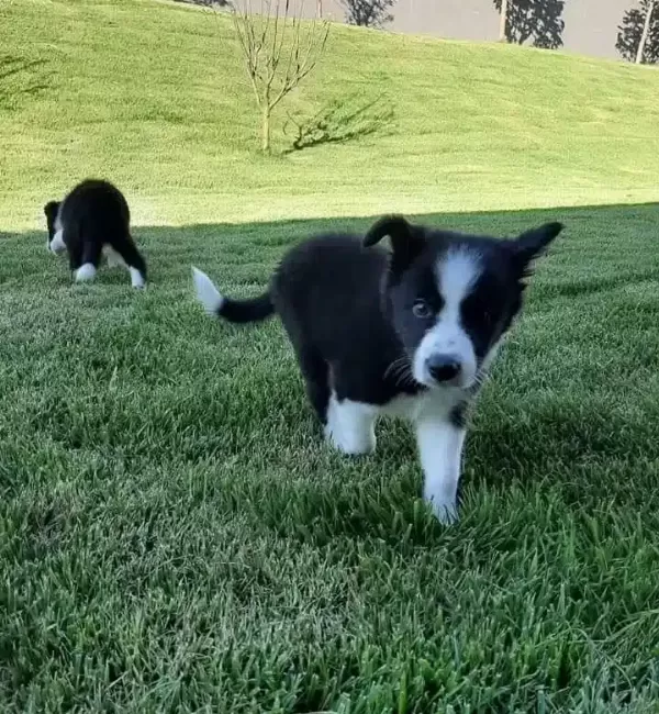 Turkiyenin En Ozel Border Collie Yavruları