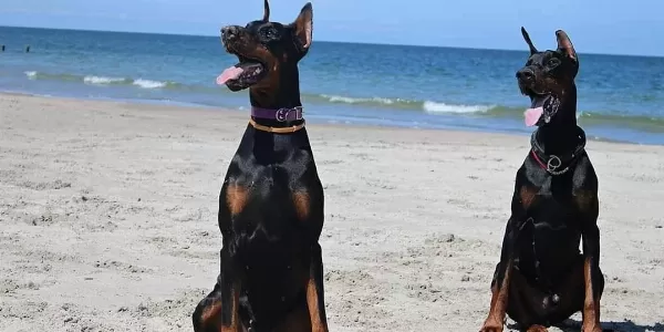 Muhteşem Doberman Yavruları