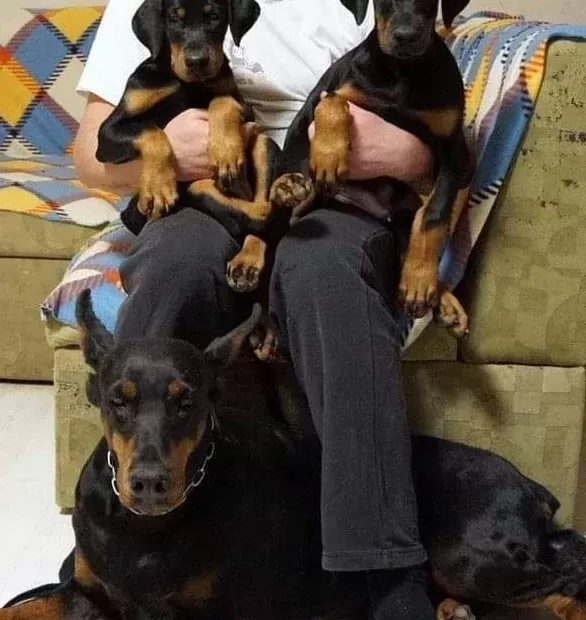 Muhteşem Doberman Yavruları