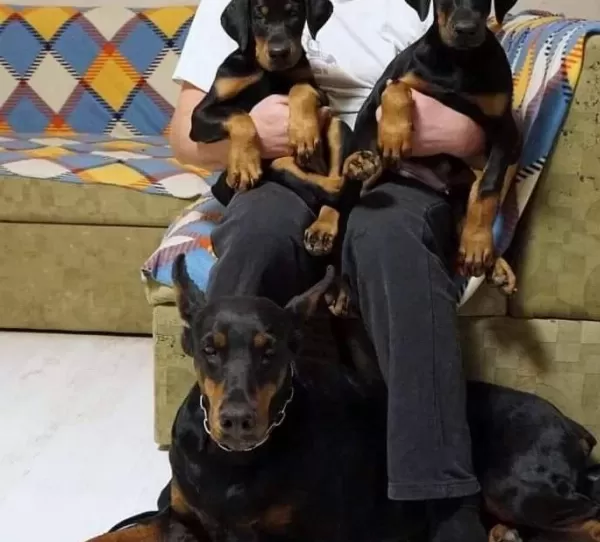 Muhteşem Doberman Yavruları