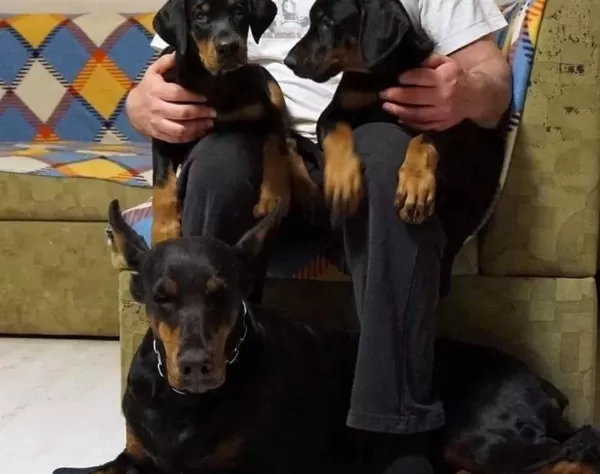 Muhteşem Doberman Yavruları