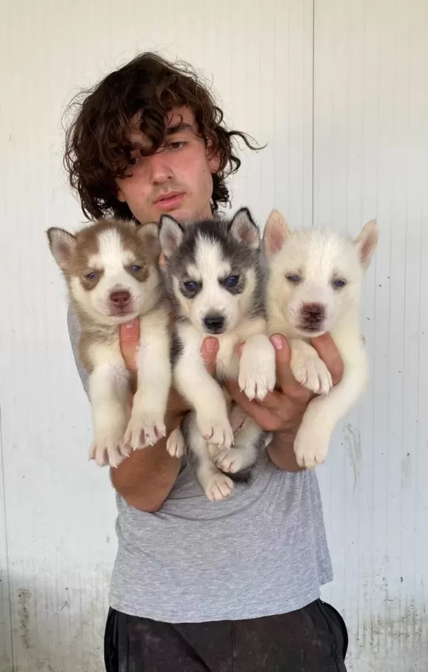 Her Renk Husky Yavrular Mevcut