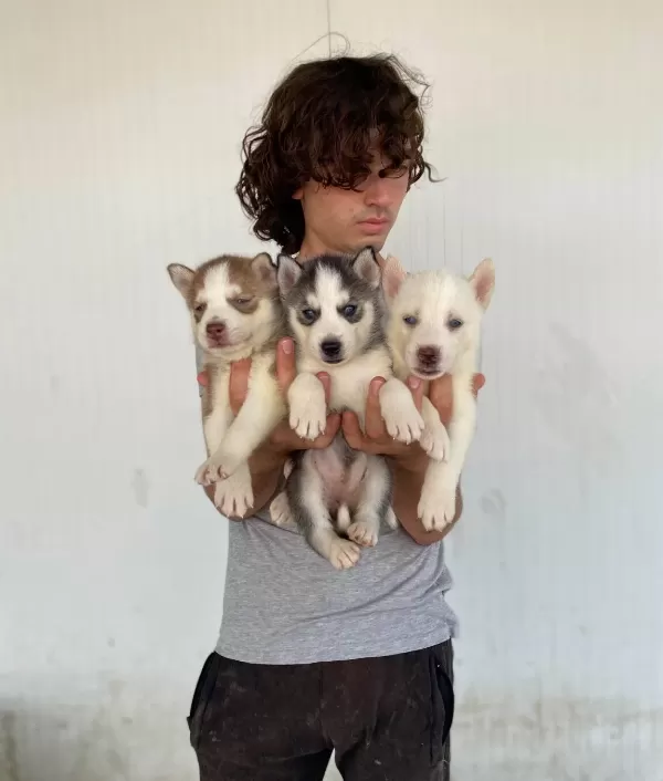 Her Renk Husky Yavrular Mevcut