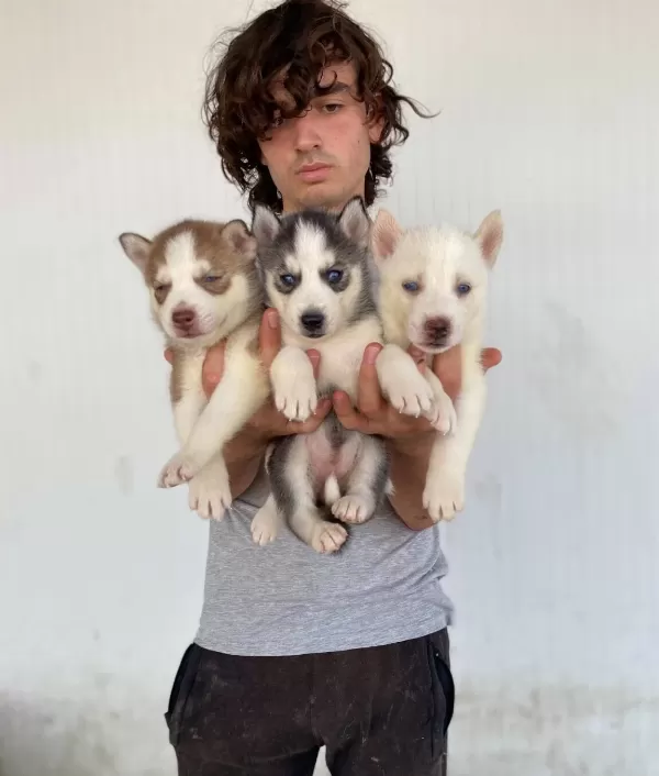 Her Renk Husky Yavrular Mevcut