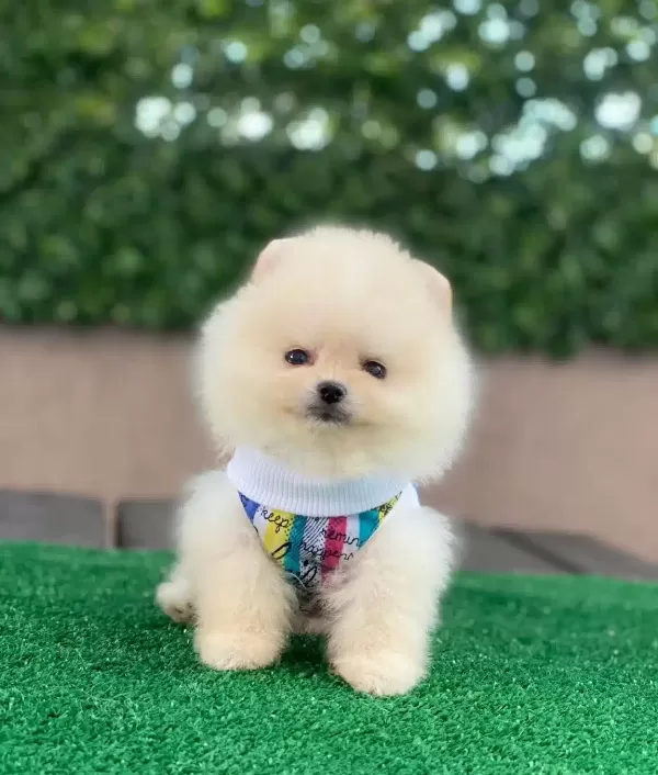 Oyuncak Pomeranian Bebekler