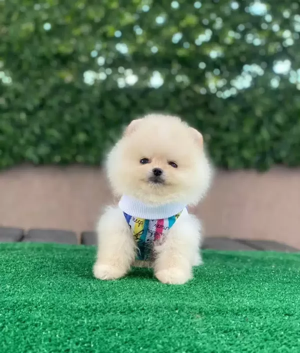 Oyuncak Pomeranian Bebekler
