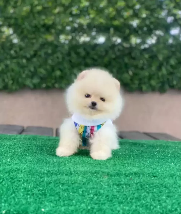 Oyuncak Pomeranian Bebekler