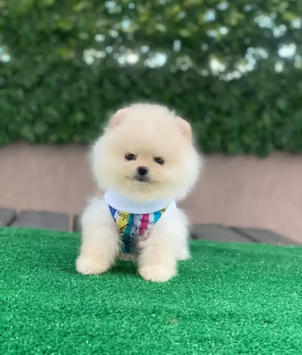 Oyuncak Pomeranian Bebekler