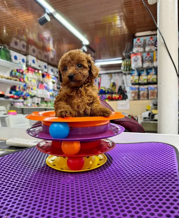 Toy Poodle Yavrularımız
