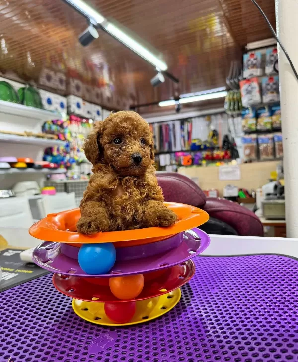 Toy Poodle Yavrularımız