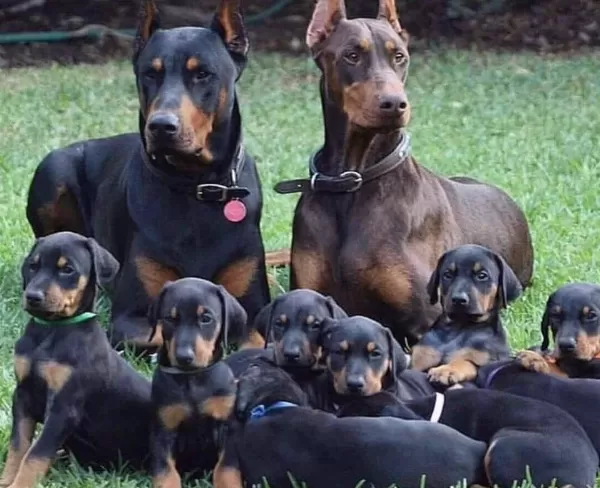 A Secereli Efsane Doberman Yavruları