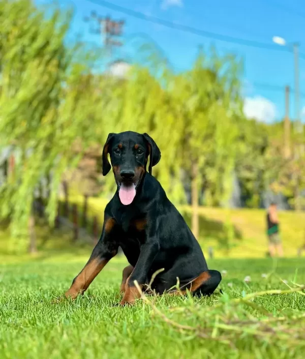 A Secereli Efsane Doberman Yavruları