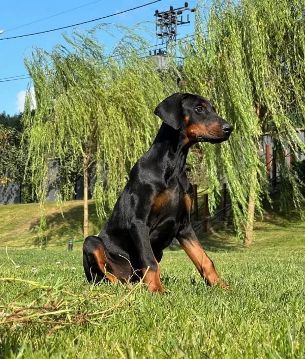 A Secereli Efsane Doberman Yavruları