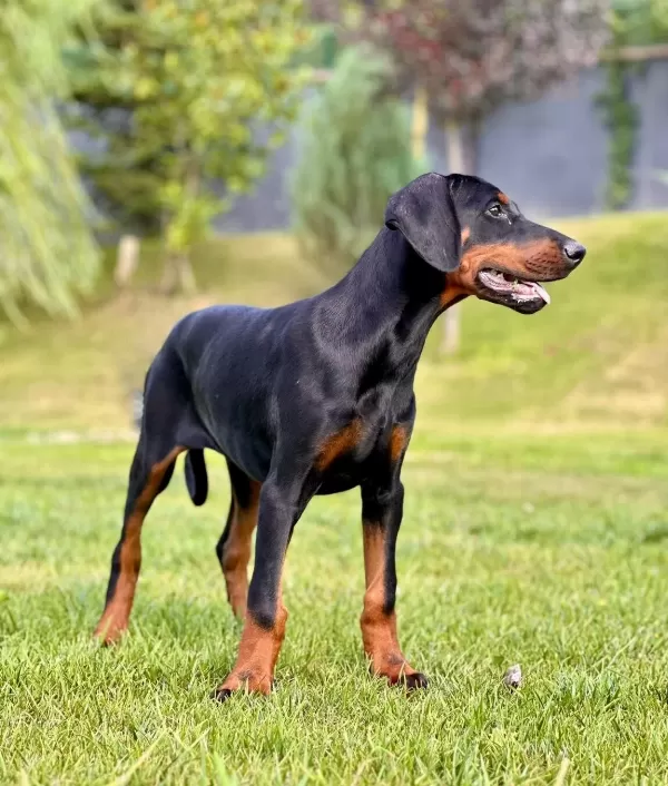 A Secereli Efsane Doberman Yavruları