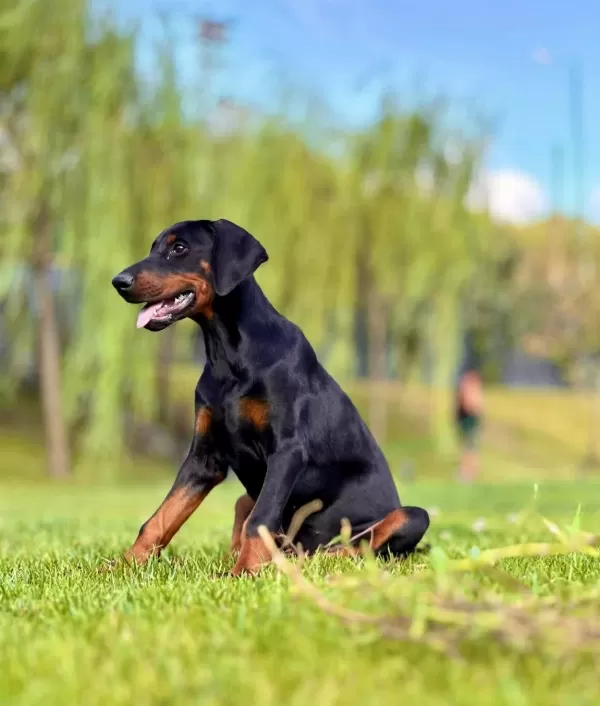 A Secereli Efsane Doberman Yavruları