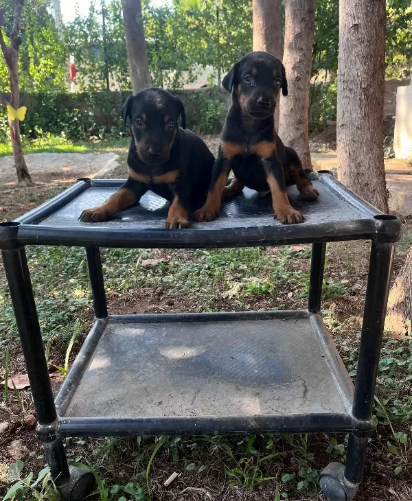 Kızıl Ve Siyah King Dobermanlarimiz